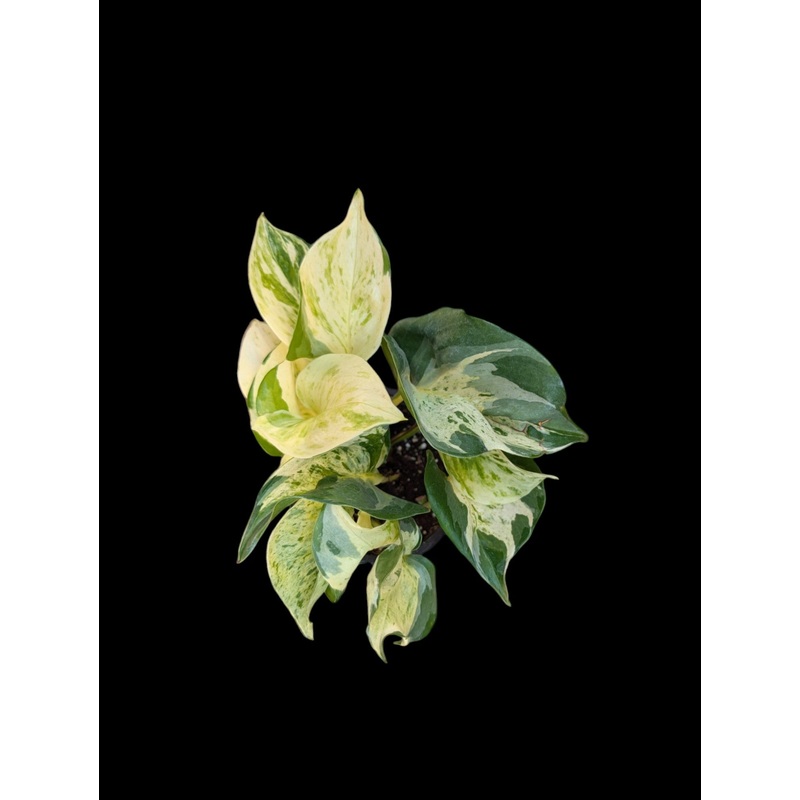 Manjula pothos