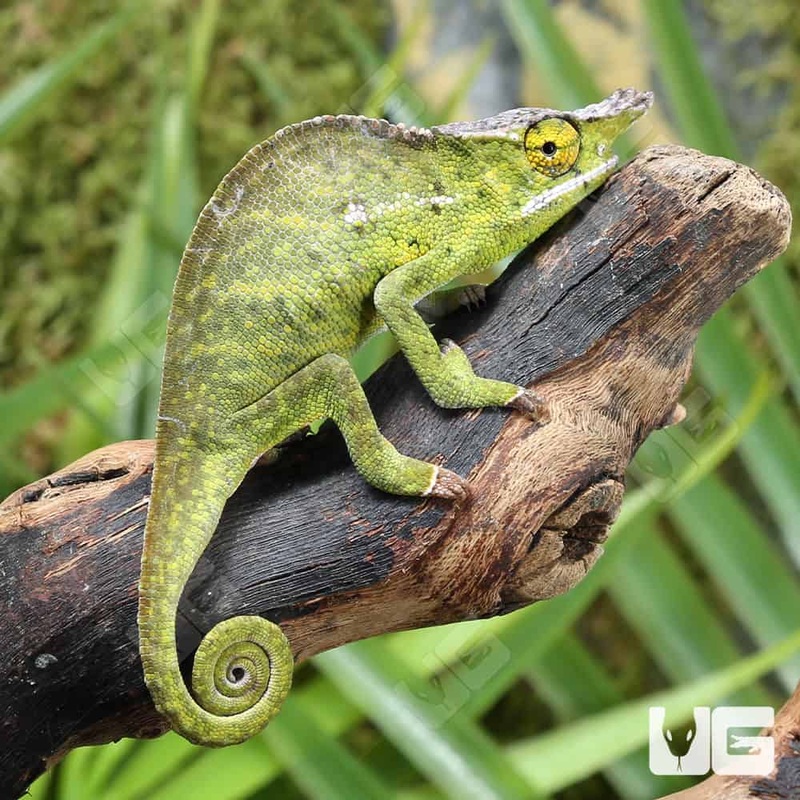 Nose Horned Dwarf Chameleons For Sale