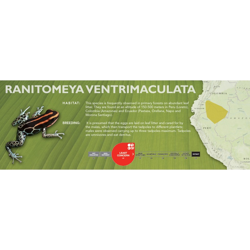 Ranitomeya ventrimaculata – Classic Vivarium Label