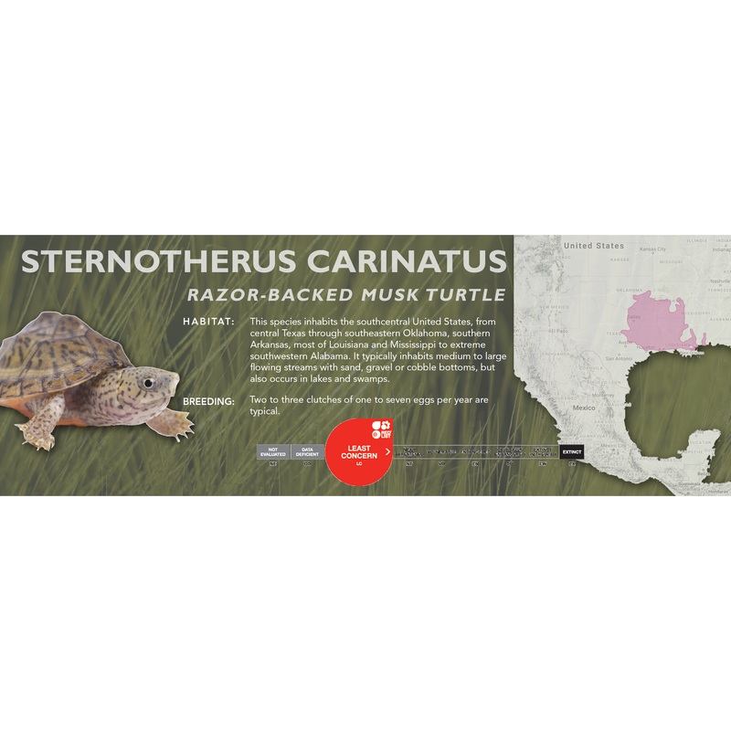 Razor-Backed Musk Turtle (Sternotherus carinatus) – Classic Vivarium Label