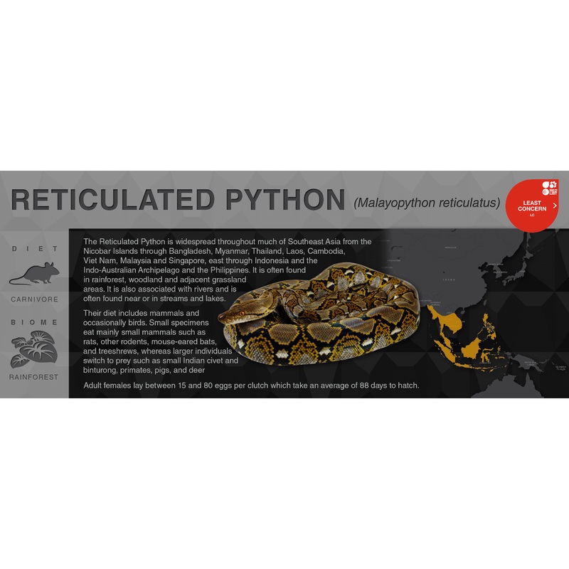 Reticulated Python (Malayopython reticulatus) – Black Series Vivarium Label Black
