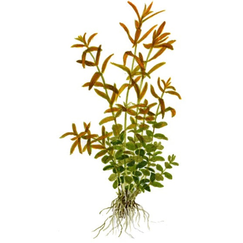Tropica Rotala rotundifolia 1-2-grow