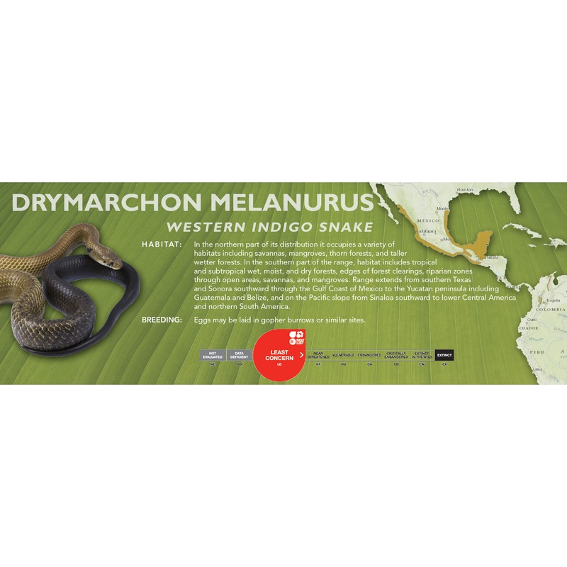 Western Indigo Snake (Drymarchon melanurus) Classic Vivarium Label None
