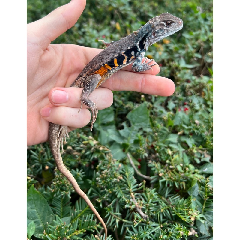 1.1 Adult Butterfly Agamas