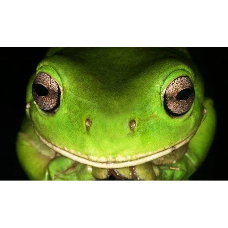 Adult Green Tree Frogs
