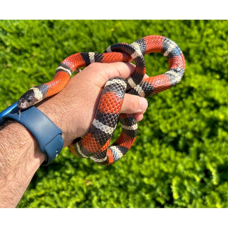Adult Nelsons Milksnake (Male)
