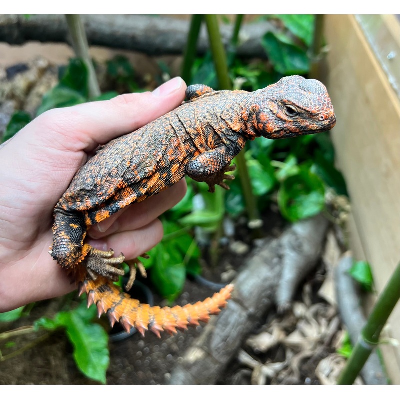Adult Red Uromastyx