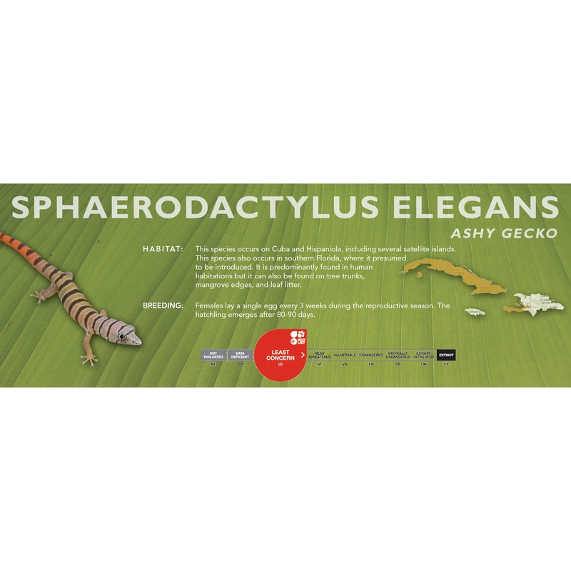 Ashy Gecko (Sphaerodactylus elegans) Classic Vivarium Label