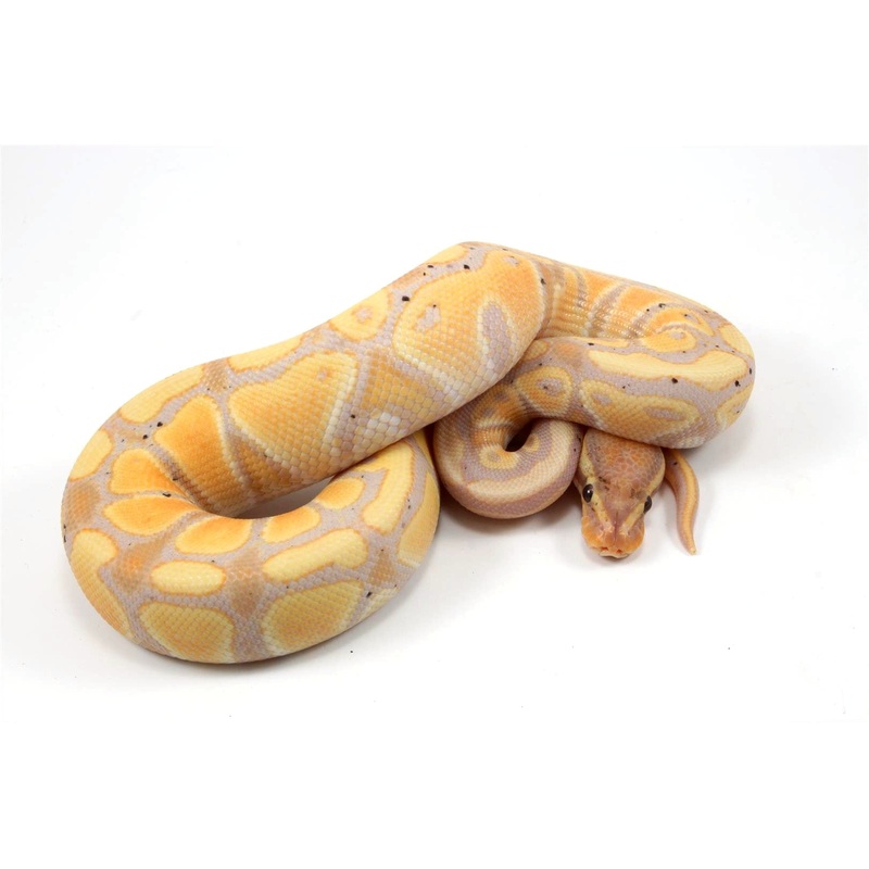 Banana Ball Python