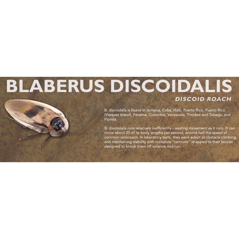 Blaberus discoidalis (Discoid Roach) – Roach Label Standard Size 7″ x 2.5″