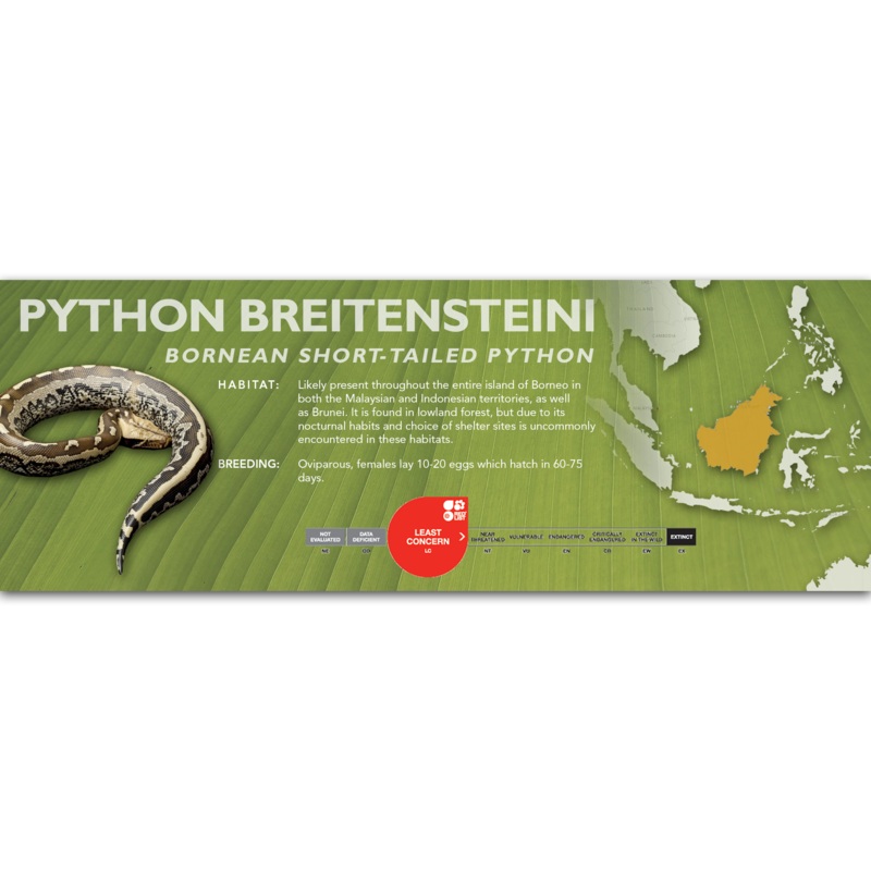 Bornean Short-Tailed Python (Python breitensteini) Classic Vivarium Label
