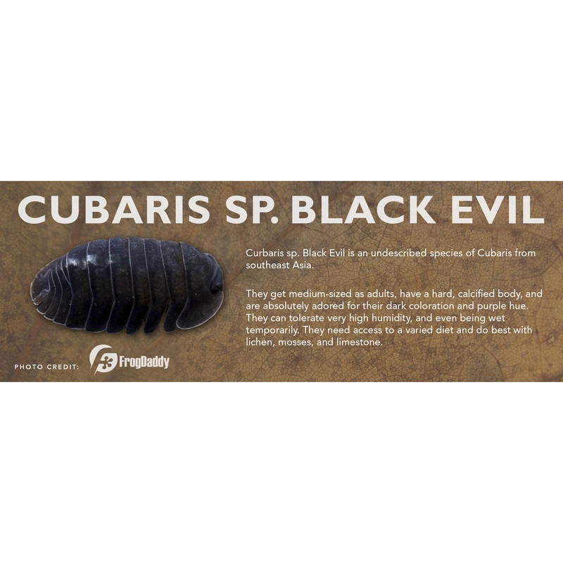 Cubaris sp. Black Evil – Isopod Label Standard Size 7″ x 2.5″ Standard