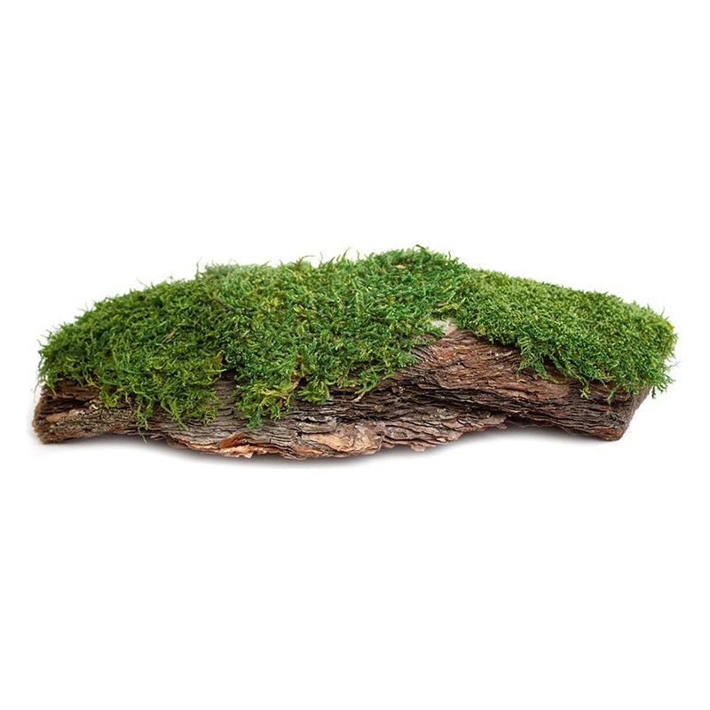 Galapagos Mossy Bark