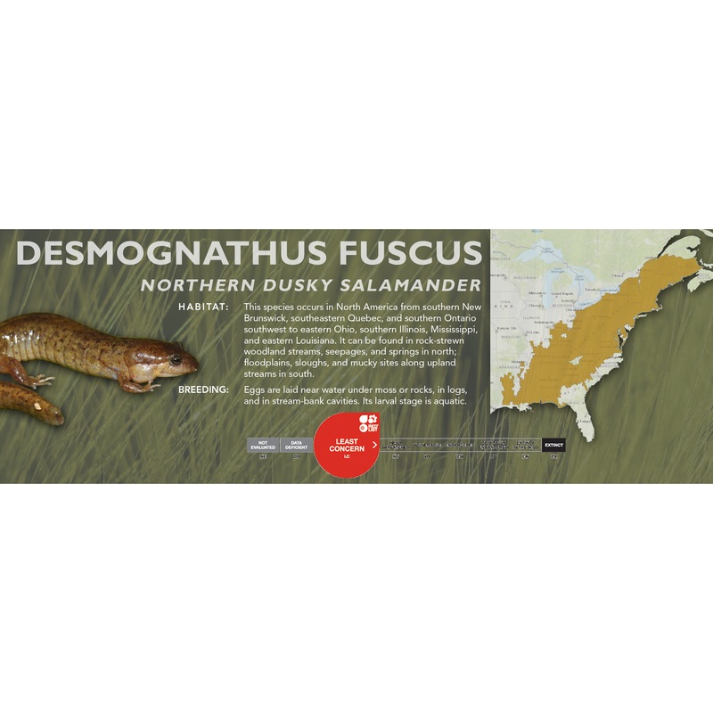 Northern Dusky Salamander (Desmognathus fuscus) – Classic Vivarium Label