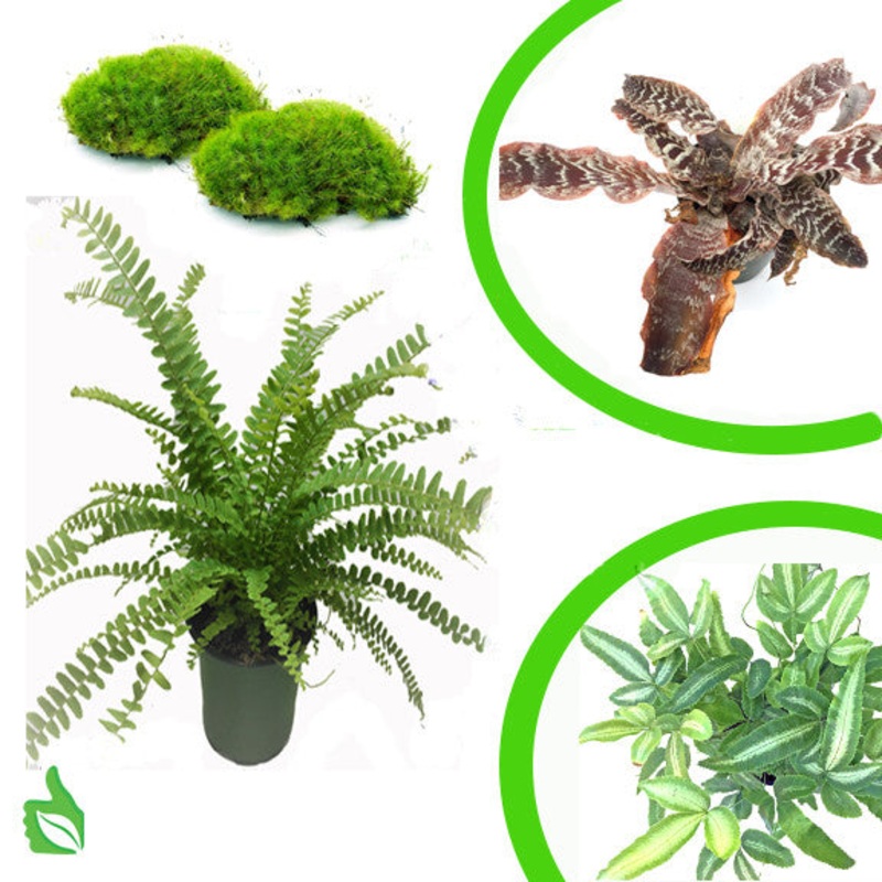 Terra Firma Premium Plant Kit 20 gallon