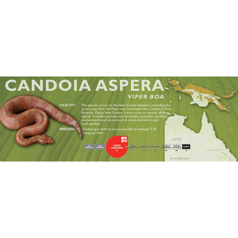 Viper Boa (Candoia aspera) Classic Vivarium Label Normal Phase