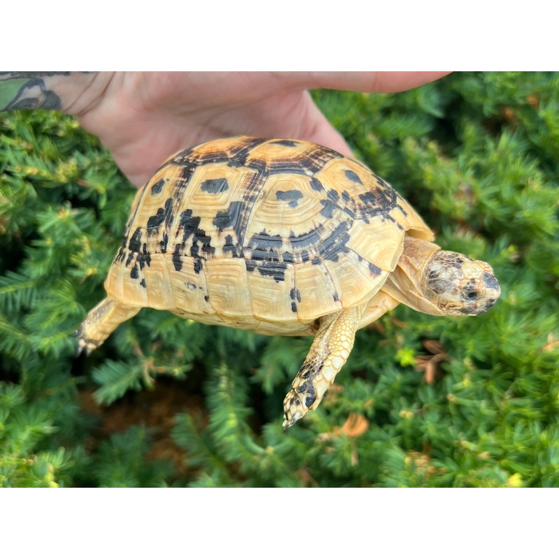 5 Greek Tortoise (Female 1)