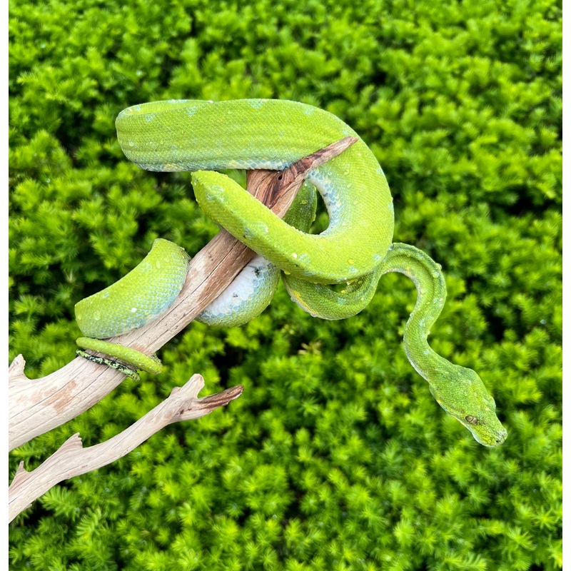 Adult Biak Green Tree Python (Female 2)
