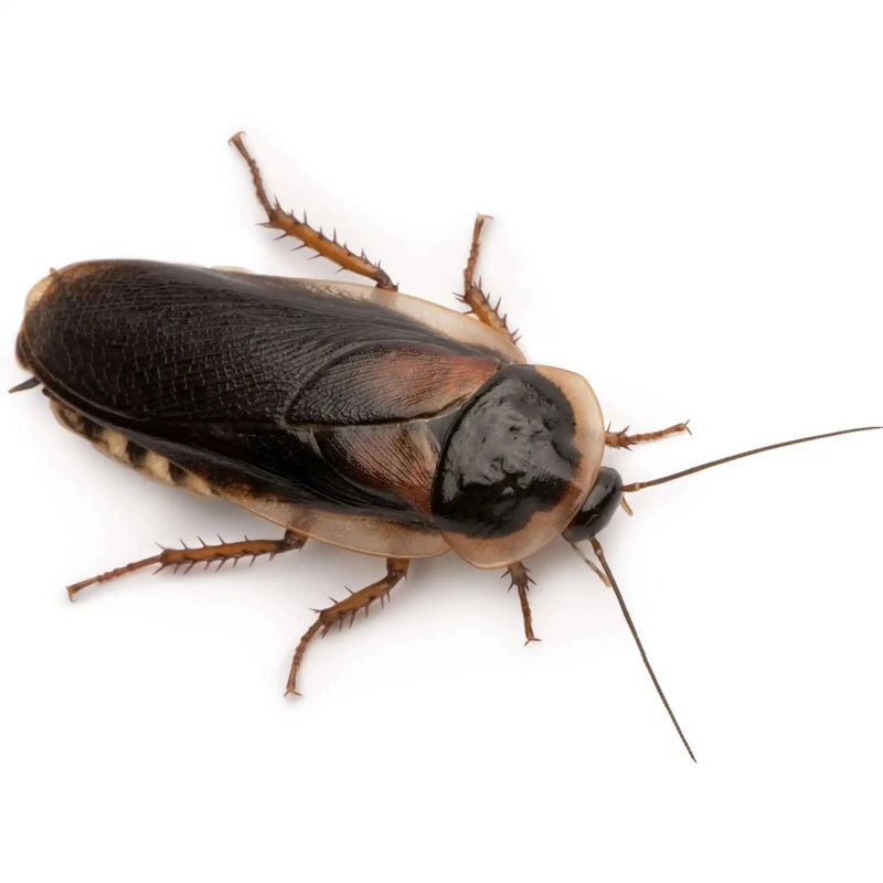 Adult Dubia Cockroaches 30-35mm 6 Pack