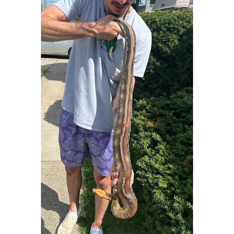 Adult Marble Borneo Blood Python (Female)