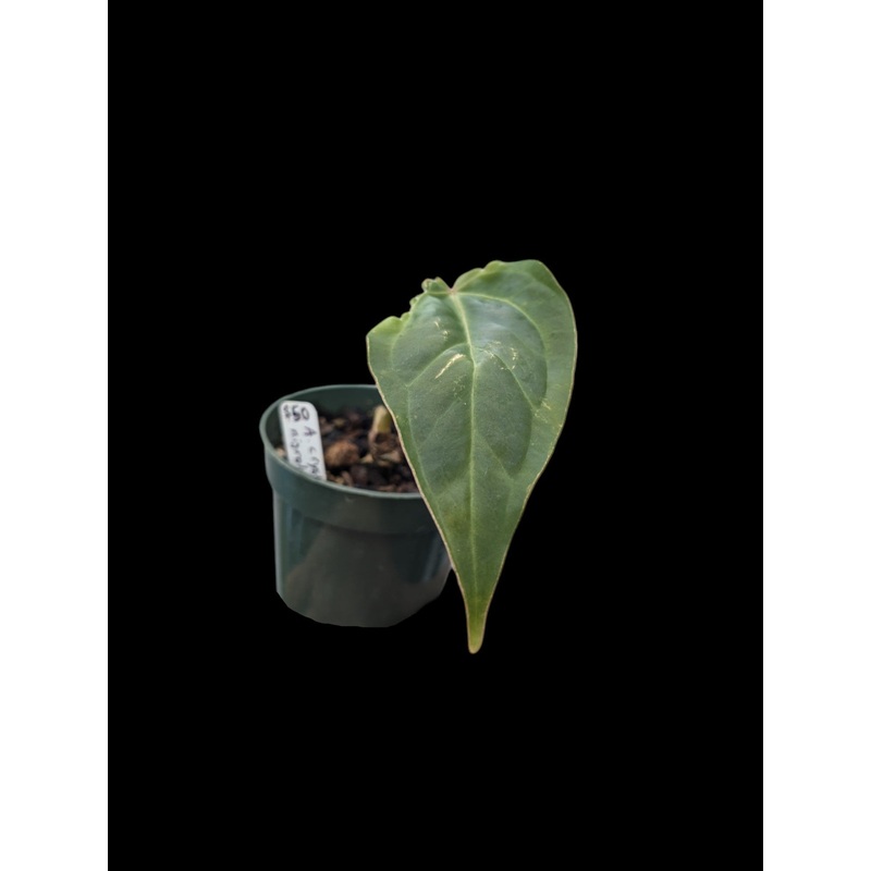 Anthurium crystallinum x nigrolaminum Ecuagenera