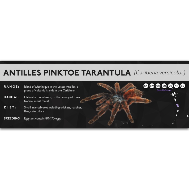 Antilles Pinktoe Tarantula (Caribena versicolor) – X Label Regular Size (7″ x 2.5″) Laminated Paper