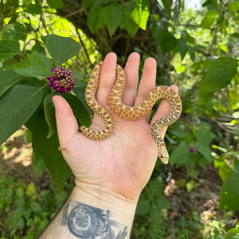 Baby Hypo Stillwater Bullsnake Male
