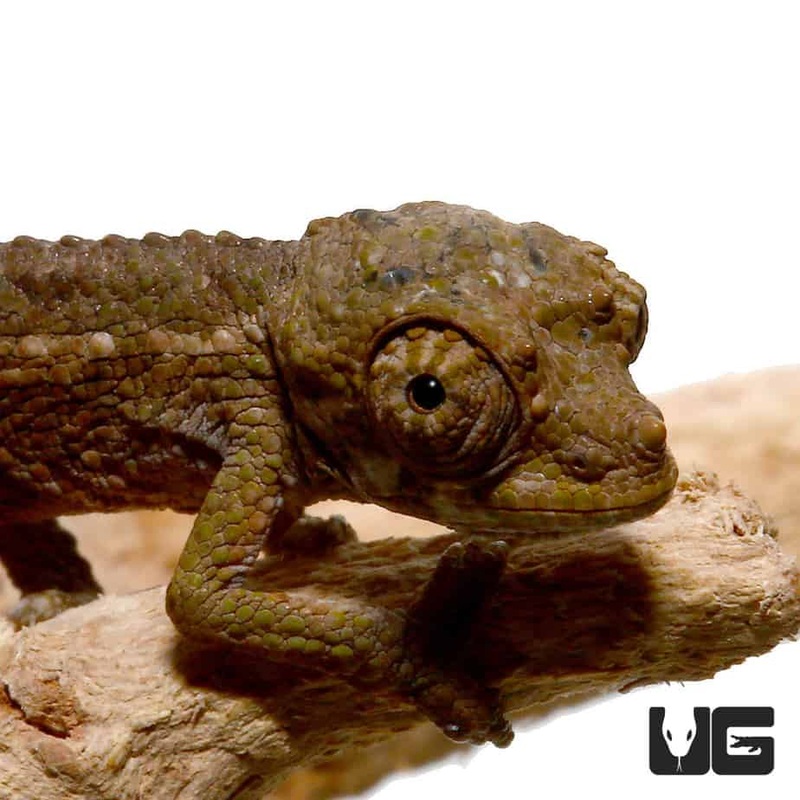 Baby Rainbow Jacksons Chameleon For Sale