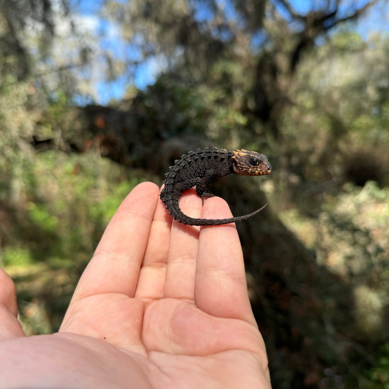 Baby Red Eye Crocodile Skink