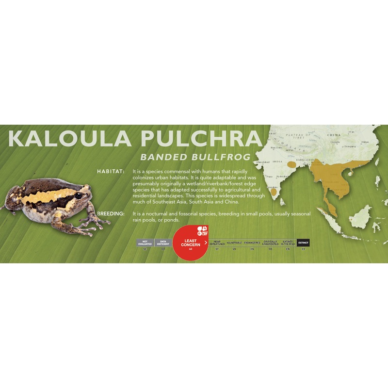 Banded Bullfrog (Kaloula pulchra) – Classic Vivarium Label