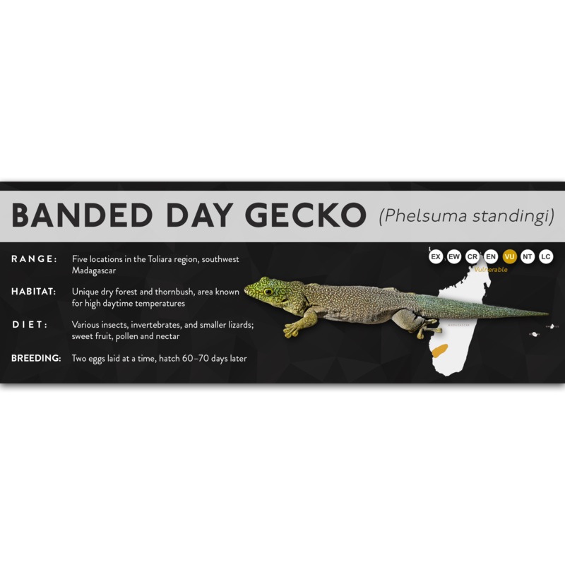 Banded Day Gecko (Phelsuma standingi) – X Label Laminated Paper