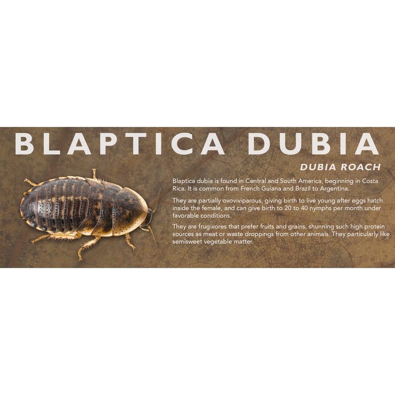 Blaptica dubia (Dubia Roach) – Roach Label Standard Size 7″ x 2.5″
