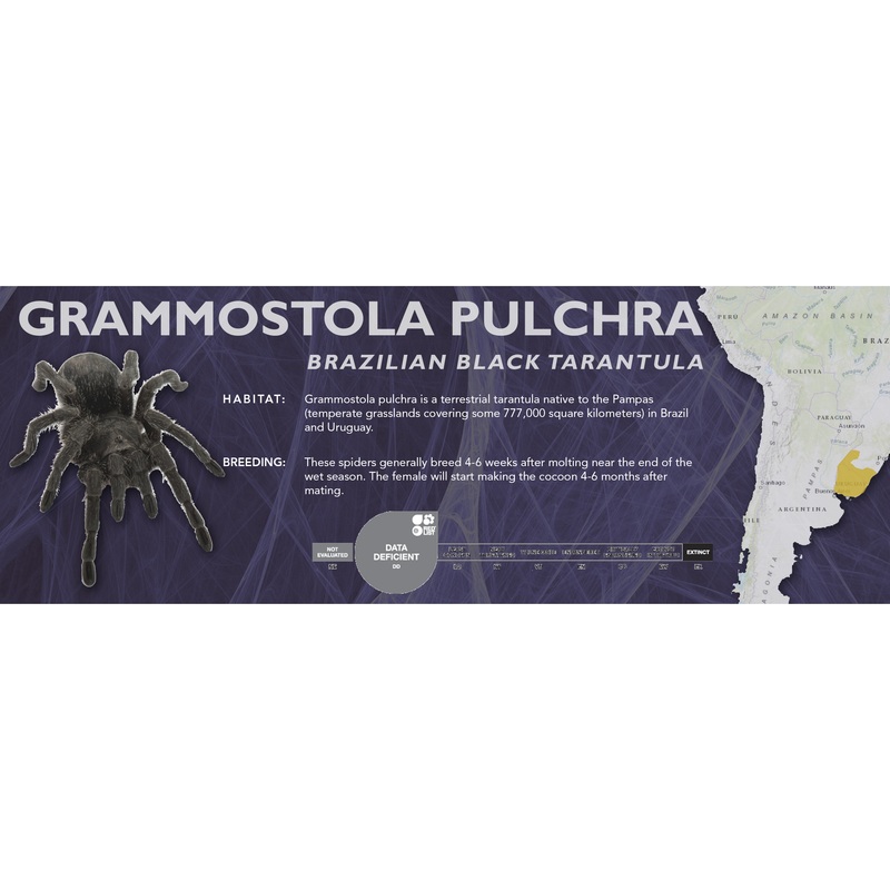 Brazilian Black Tarantula (Grammostola pulchra) – Classic Vivarium Label