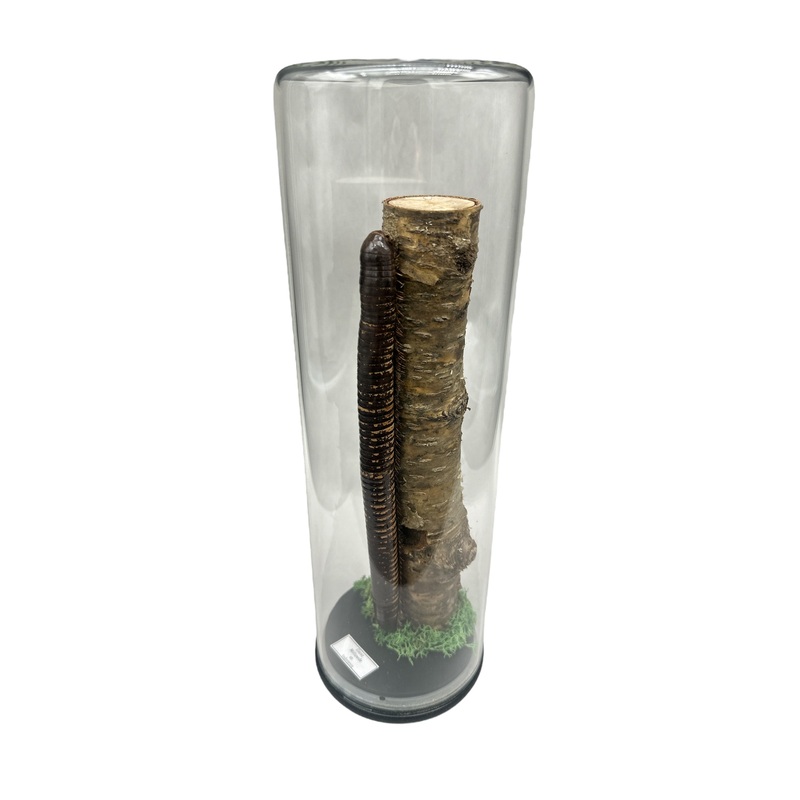 Giant Millipede (Millipede sp.) – Glass Dome – XLarge