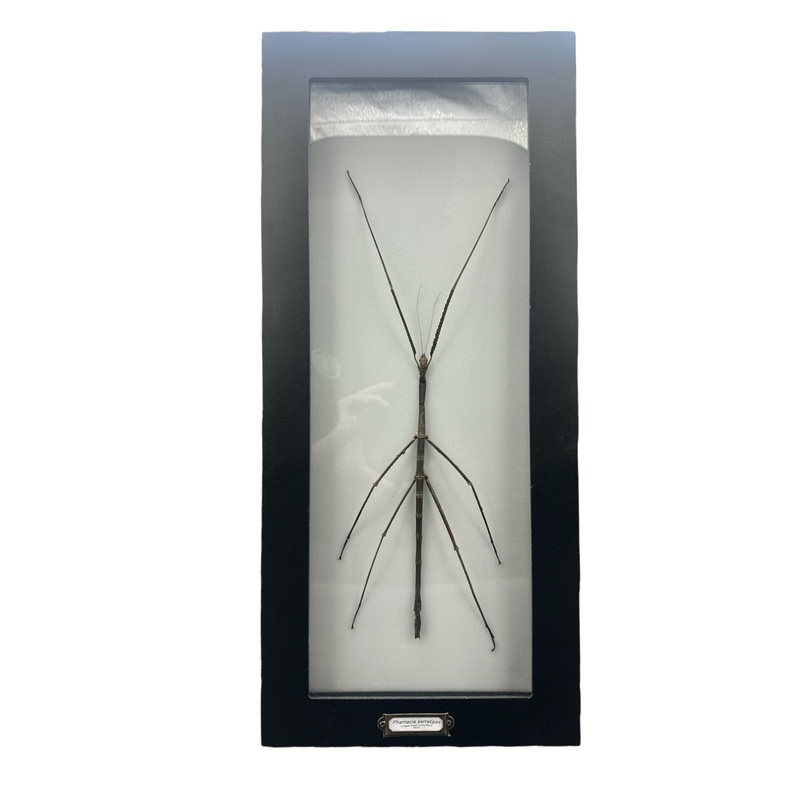 Giant Stick Insect (Pharnacia serratipes) Framed 6×19″ Frame