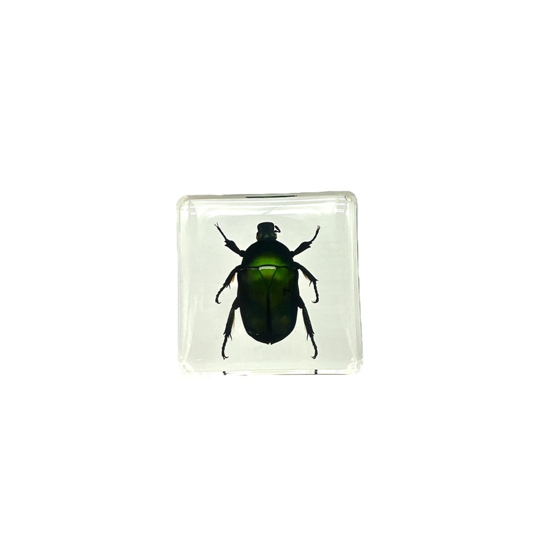 Green Rose Chafer Beetle – Specimen In Resin 38 x 38 x 14mm