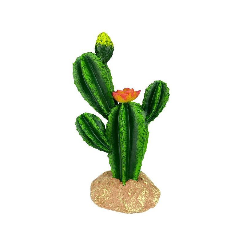Komodo Cactus Plant Flower