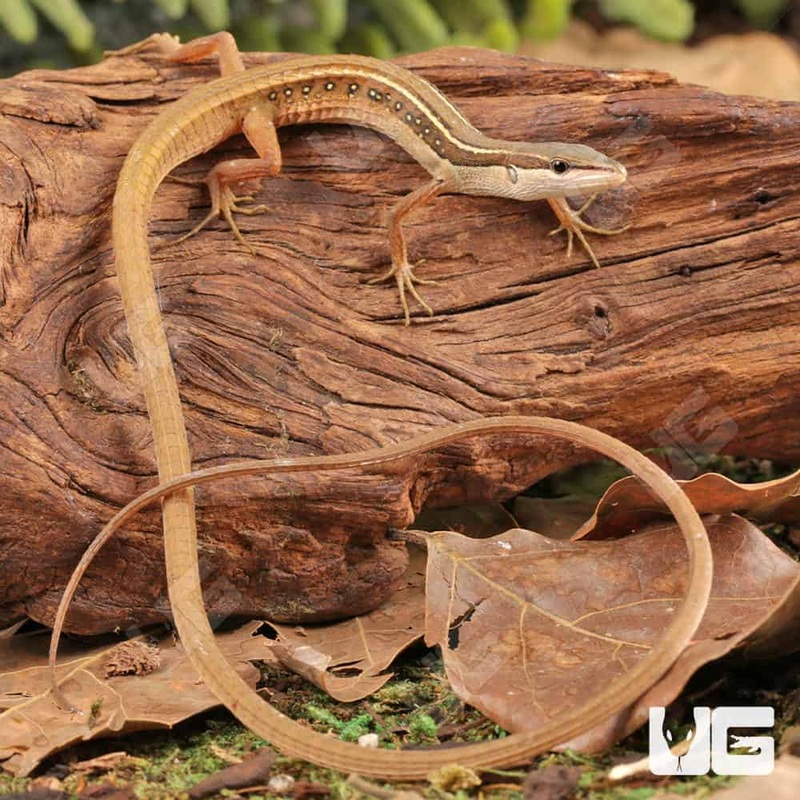 Long Tailed Grass Lizards For Sale