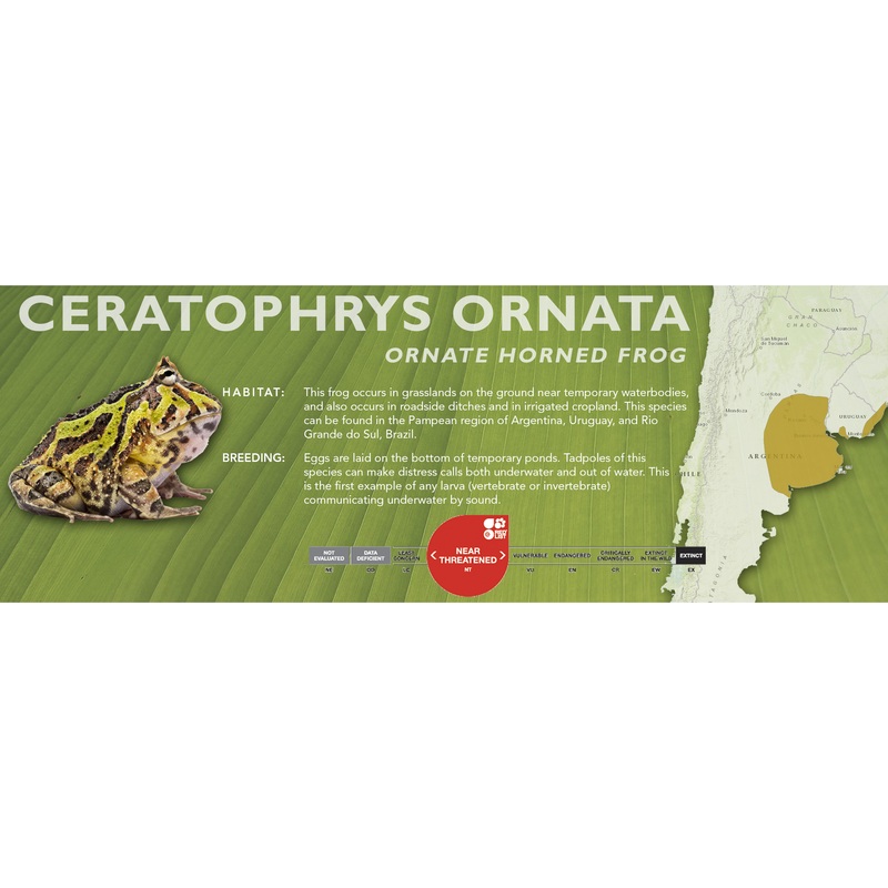 Ornate Horned Frog (Ceratophrys ornata) – Classic Vivarium Label Standard