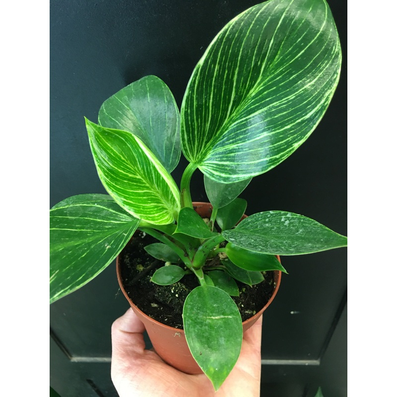 Philodendron ‘Birkin’ 3.5″ Pot
