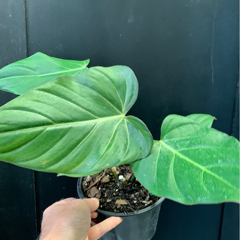 Philodendron Summer Glory 6″ Pot