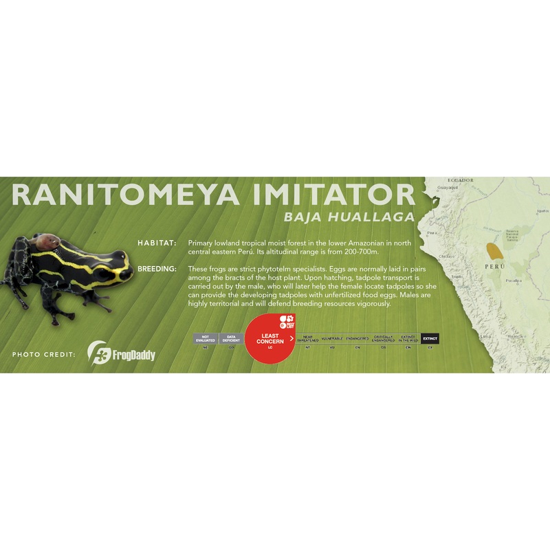 Ranitomeya imitator – Classic Vivarium Label Baja Huallaga