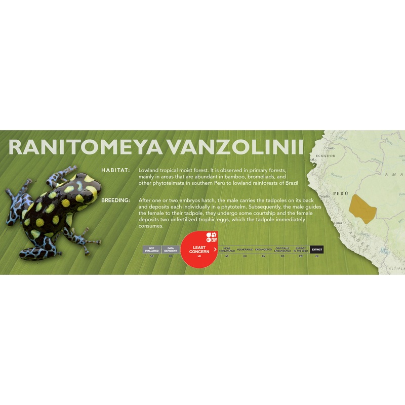 Ranitomeya vanzolinii – Classic Vivarium Label