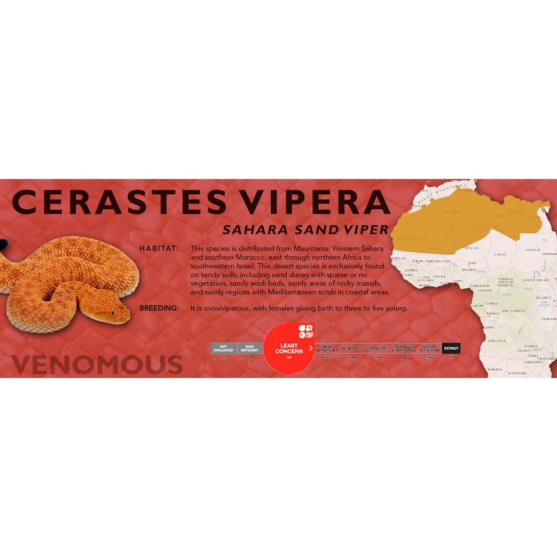 Sahara Sand Viper (Cerastes vipera) Classic Vivarium Label Original