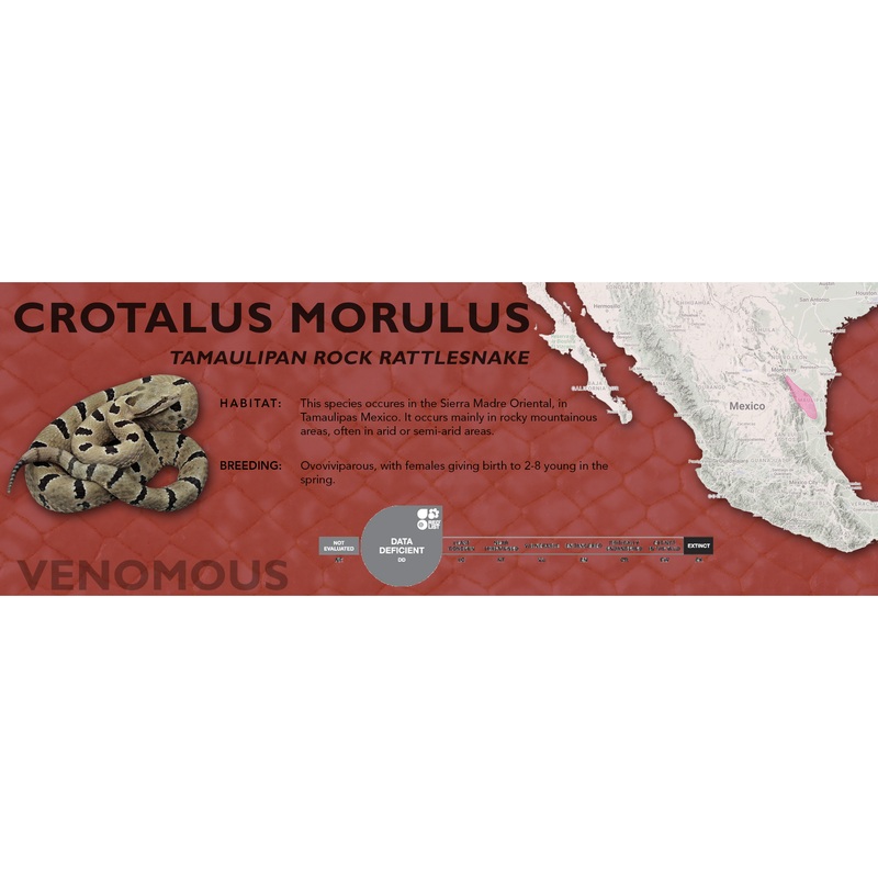 Tamaulipan Rock Rattlesnake (Crotalus morulus) Classic Vivarium Label Original