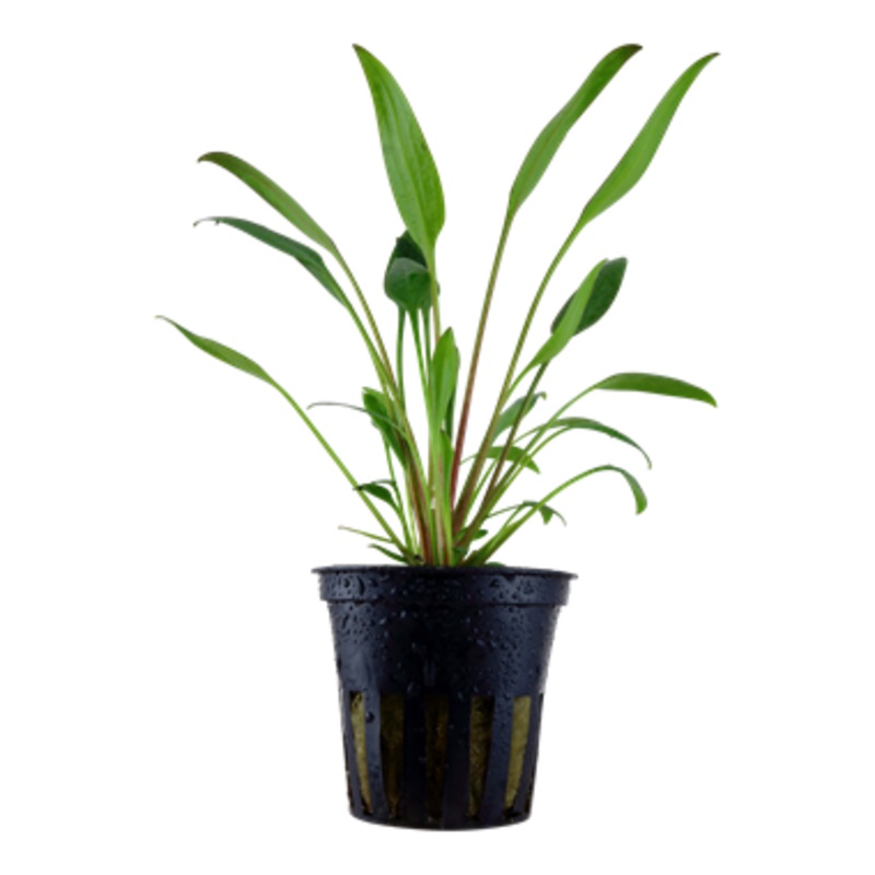 Tropica Cryptocoryne x willisii