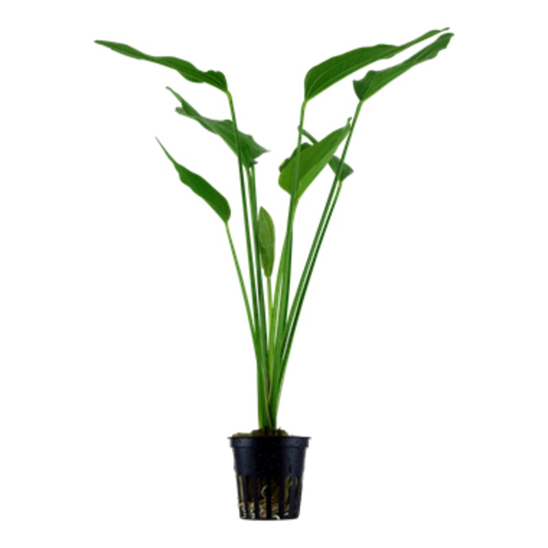 Tropica Echinodorus palaefolius