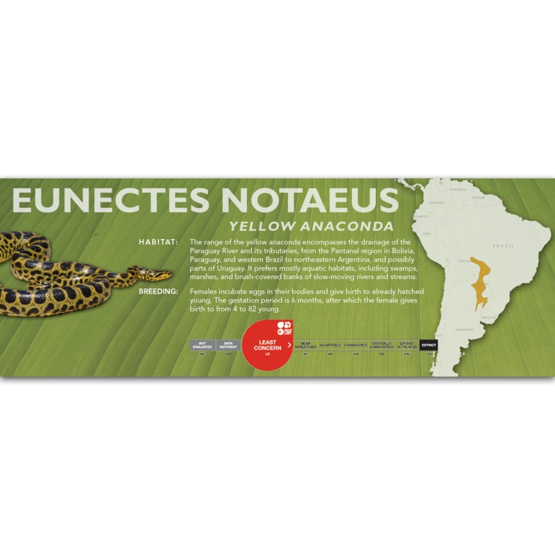 Yellow Anaconda (Eunectes notaeus) Classic Vivarium Label