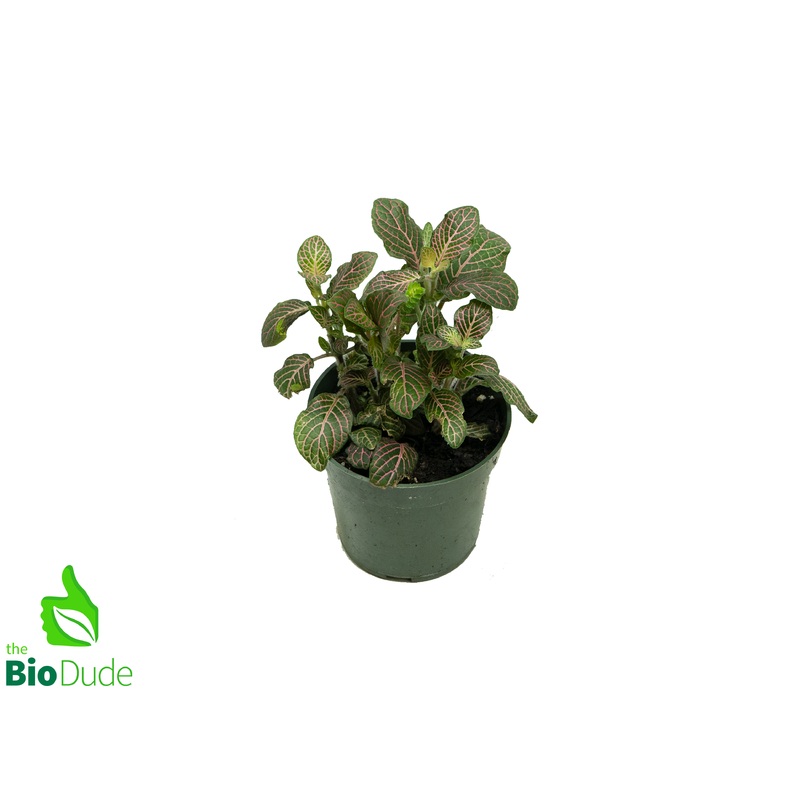 4″ Pot Fittonia Pink