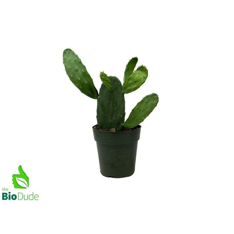 6″ Pot Opuntia Cactus Prickly Pear